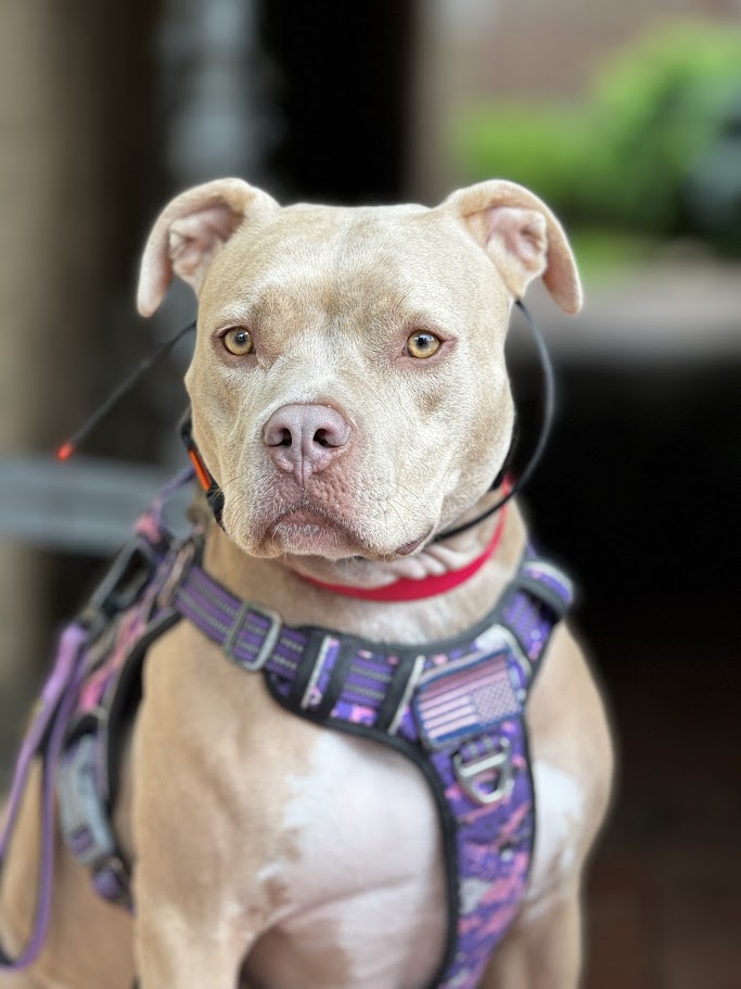 Honey on camera for storytelling